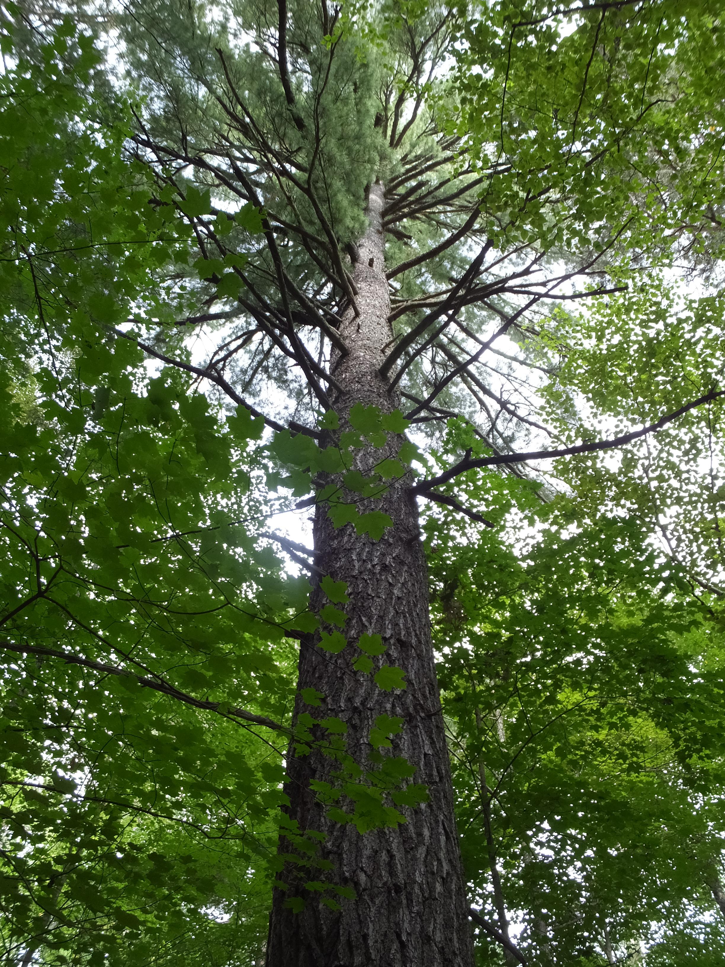 Chippewa National Forest Cass Lake All You Need to Know BEFORE