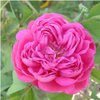 RoseJasmin