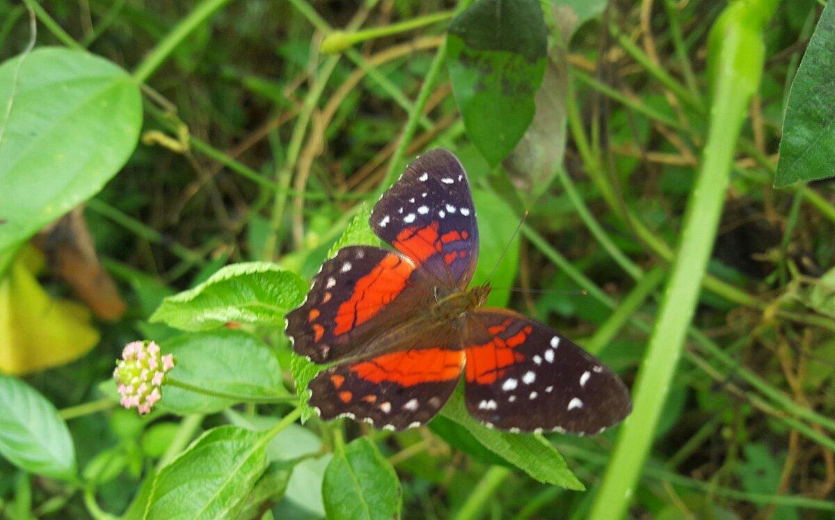 Pala Butterfly Easy