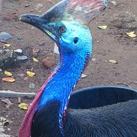 和名不明の大きな鳥