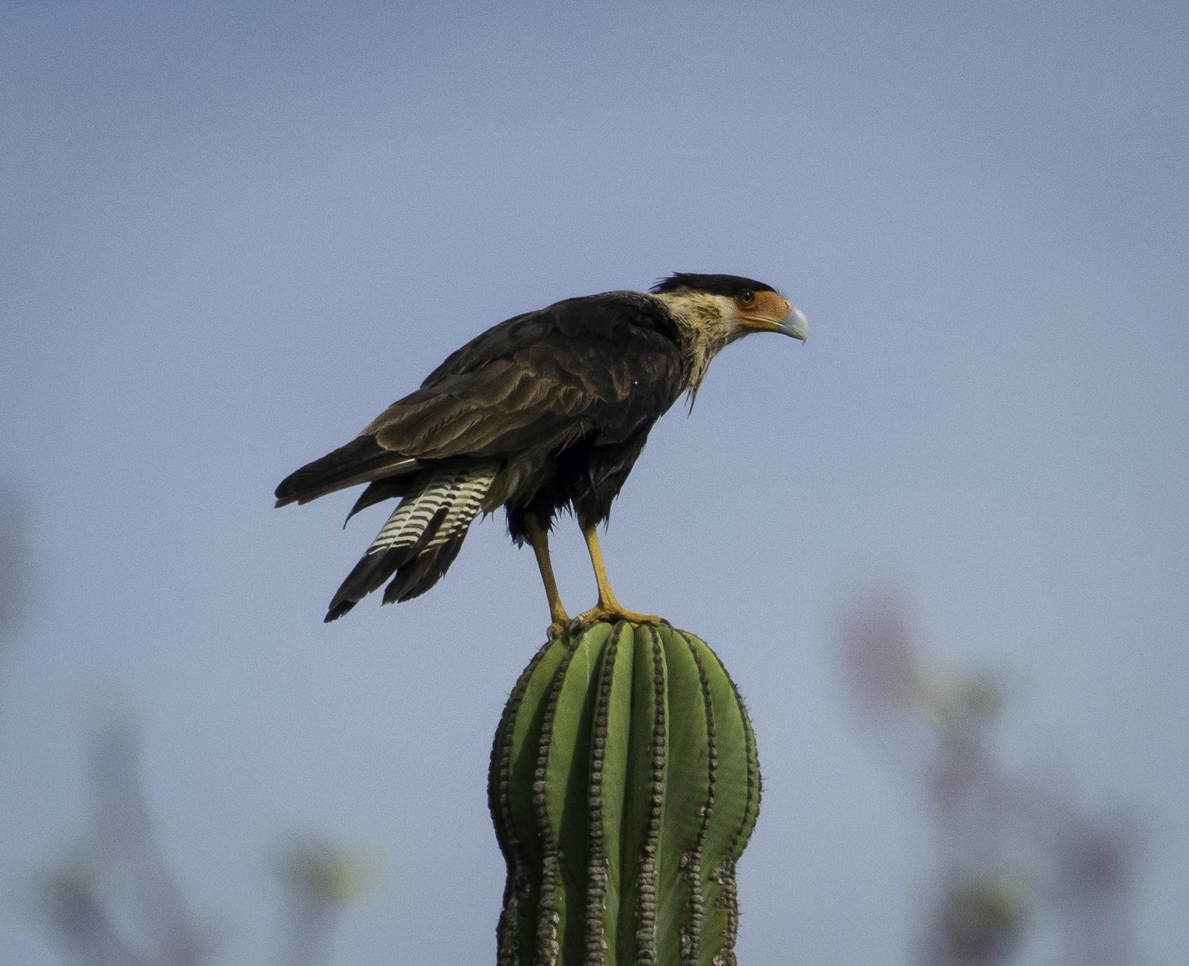 Birding-los Cabos - All You Need To Know Before You Go (2024)