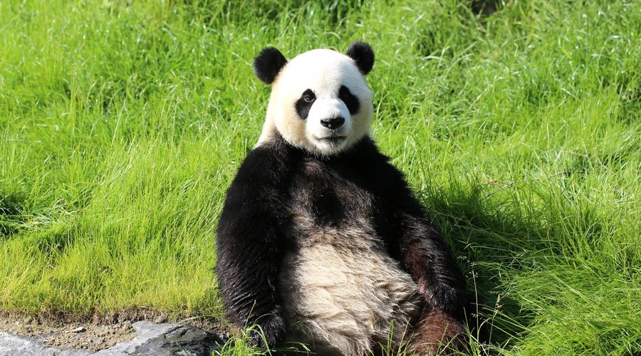 Pandas géants