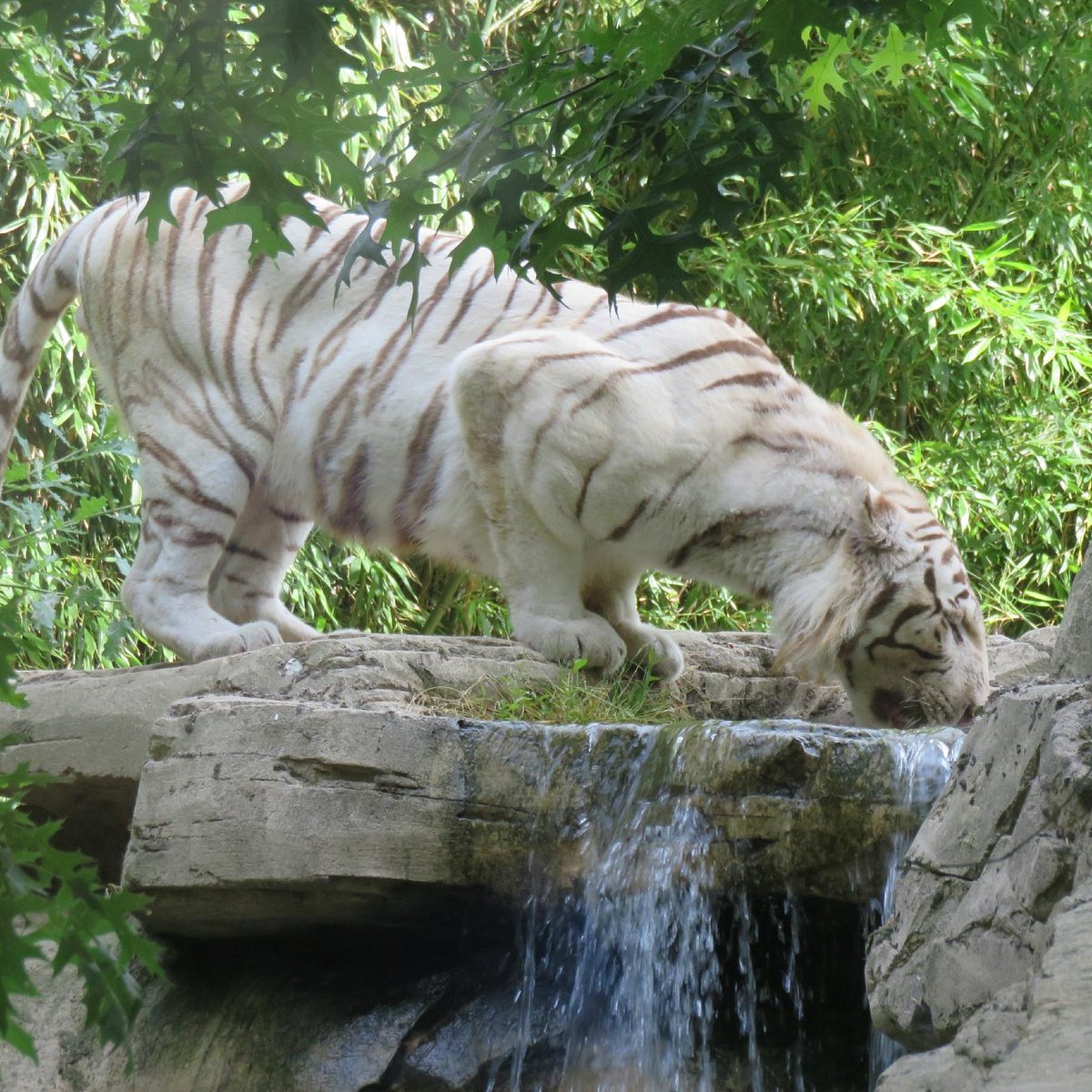 Beautiful zoo. Le Zoo France.