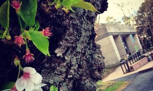 Spring 2015