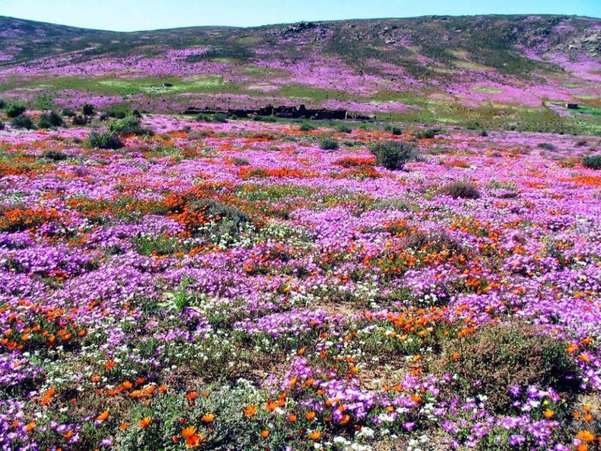 flower tours from cape town