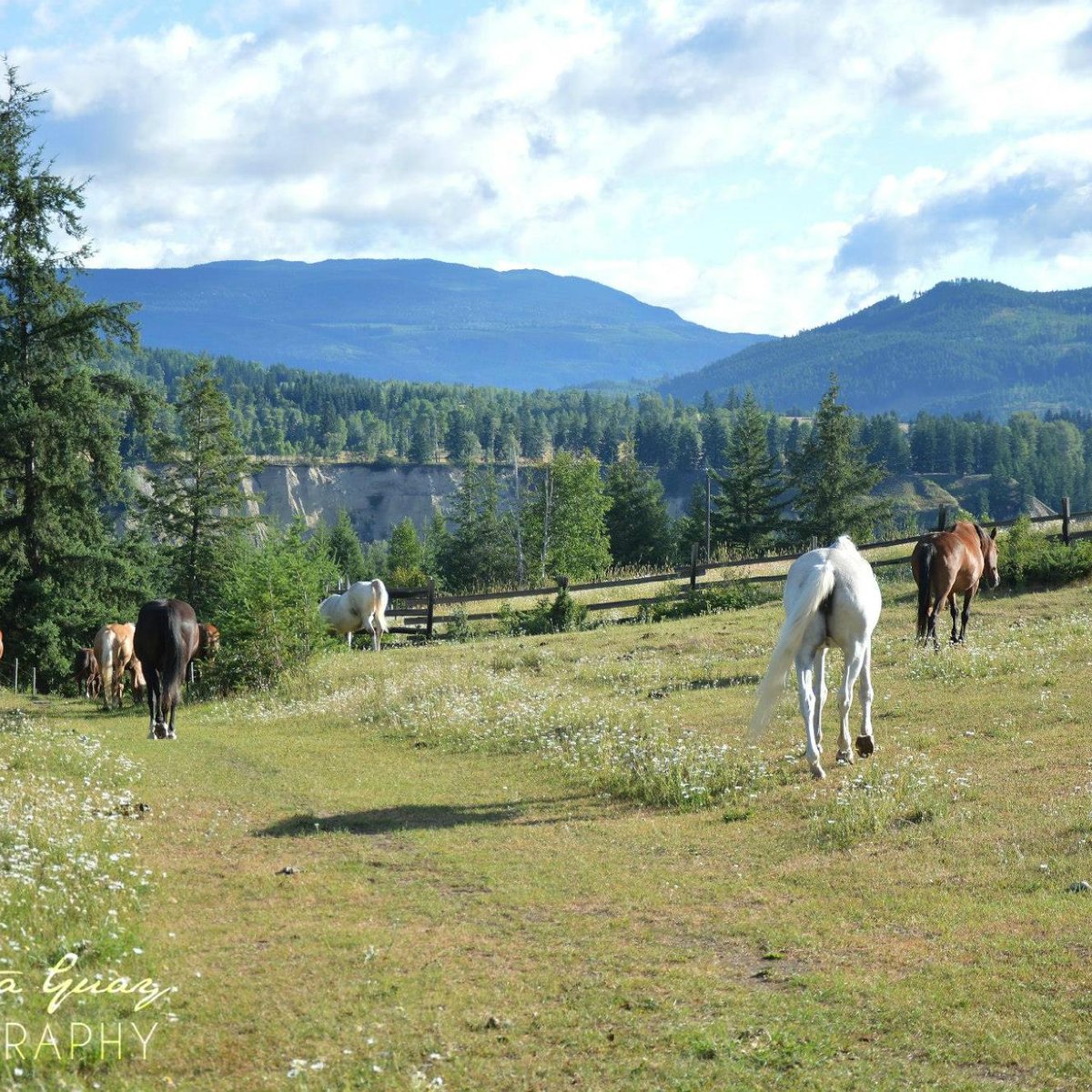 Vavenby Trail Rides Aktuell für 2022 Lohnt es sich? (Mit fotos)