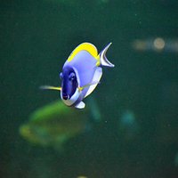 Aquarium