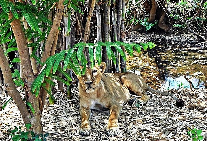 Silvassa Vasona Lion Safari image