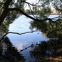 Bonito árbol