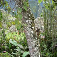 Otras de la especies de este jardín botánico