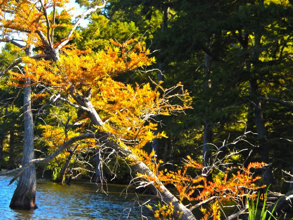 Reelfoot Lake State Park Tiptonville 2022 Lohnt Es Sich Mit Fotos