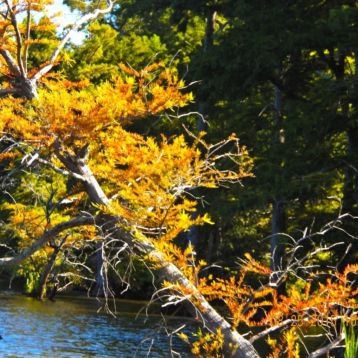 Reelfoot Lake State Park (Tiptonville) 2022 Lo que se debe saber