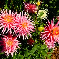 more amazing blooms