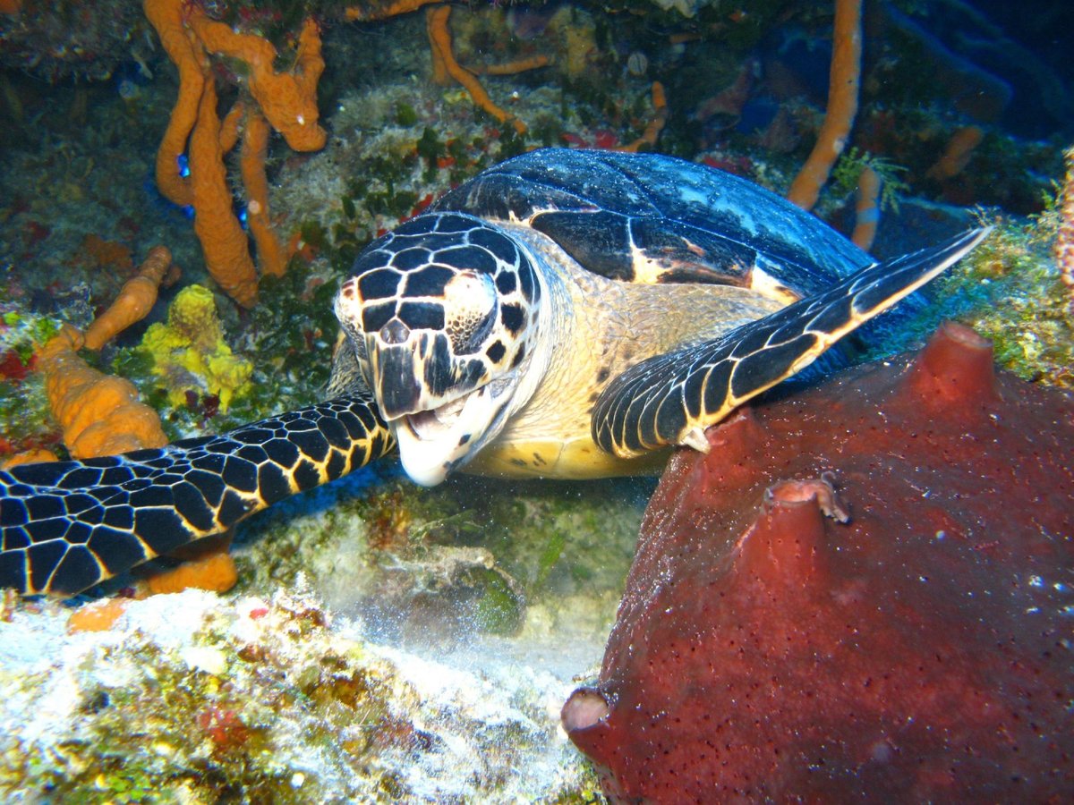 Diving Tours Caballito del Caribe (Cozumel) - All You Need to Know BEFORE  You Go