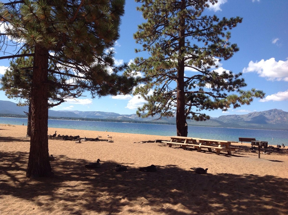 are dogs allowed at nevada beach