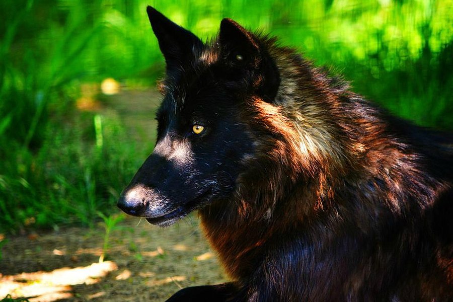 Red Wolf Sanctuary image