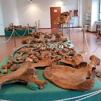 resti elephans