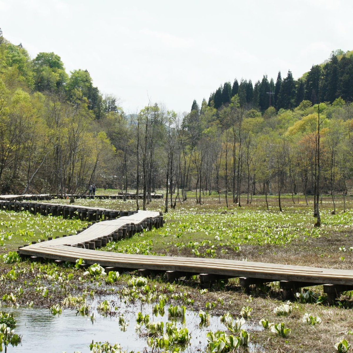 Ikegahara Wetlands Area (Hida) - 2022 Lo que se debe saber antes de ...