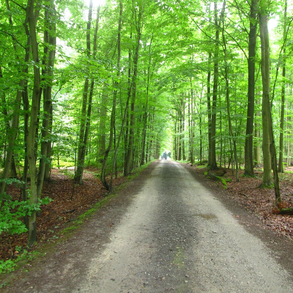 Sonian Forest, Брюссель: лучшие советы перед посещением - Tripadvisor