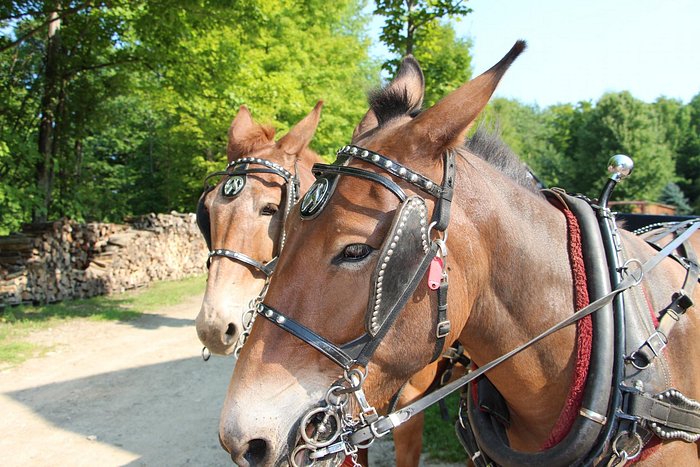 horse harness in All Categories in Kitchener Area - Kijiji Canada