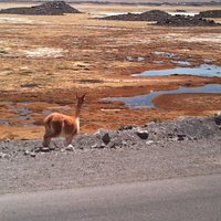 Humedales del calle de Lluta y Lauca!