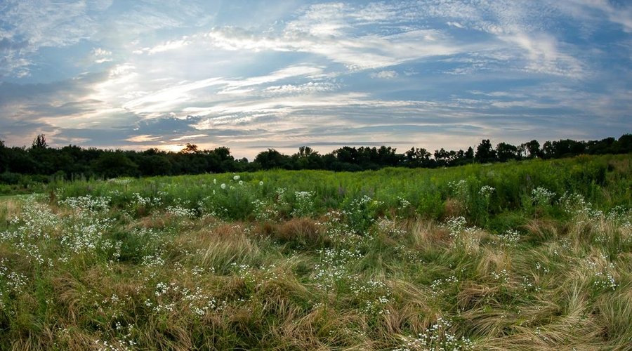 One of the few open meadows left in this area.