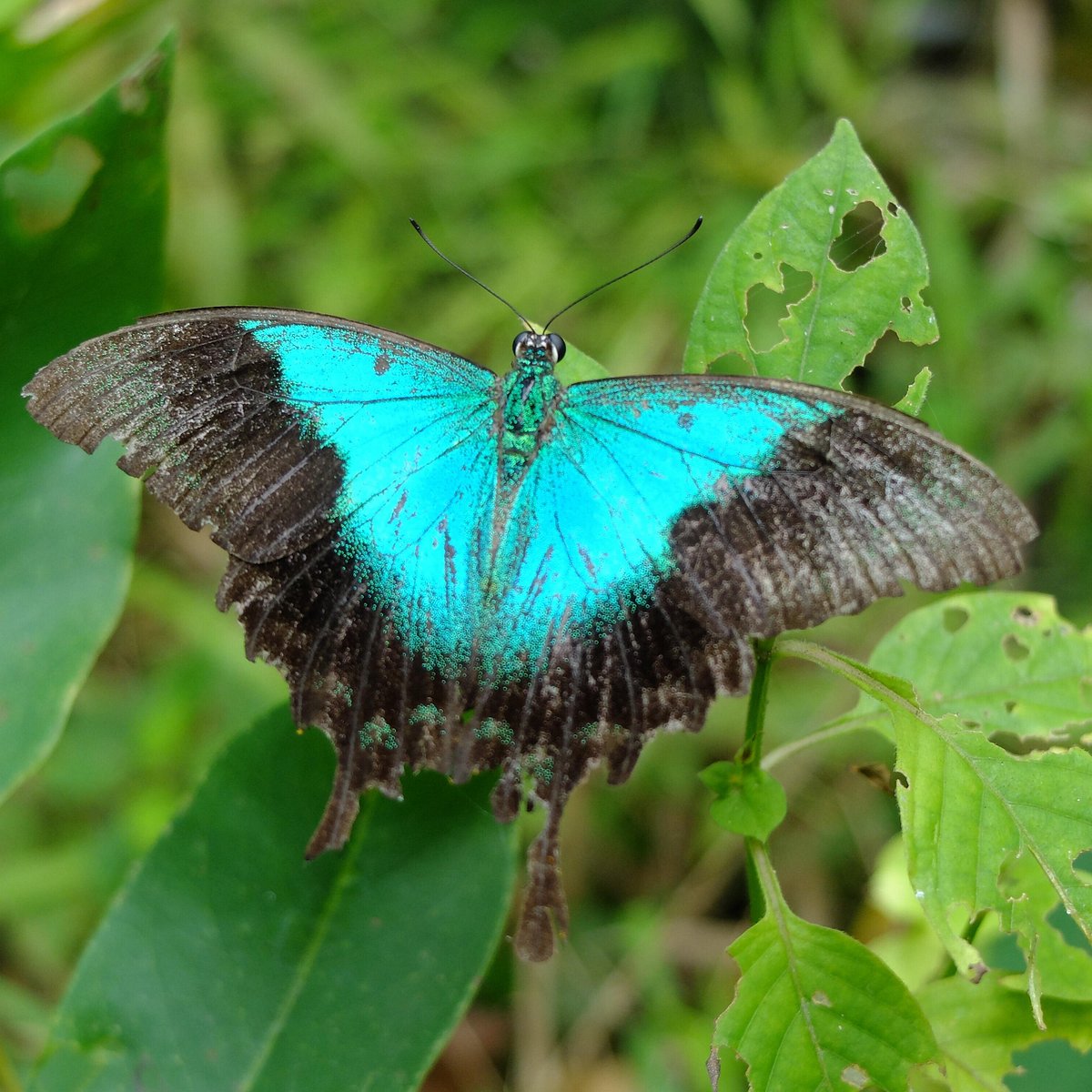 Gita Persada Butterfly Park (Bandar Lampung) - All You Need to Know ...