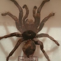 Araignée :-)