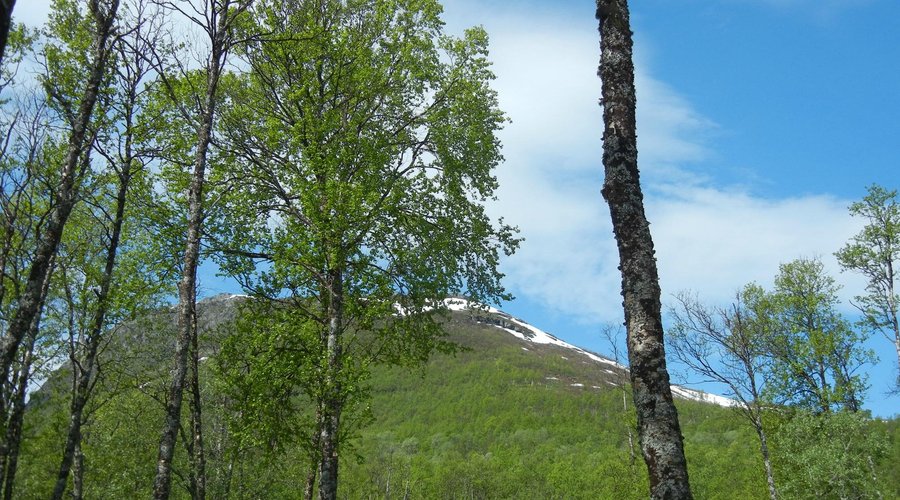 The mountains around Bardu