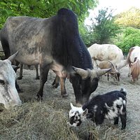 Zebu cow