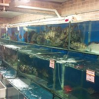 Overview of aquaria with fish