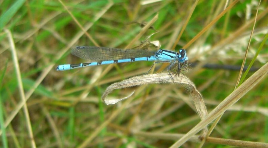 Bedfont Lakes Country Park