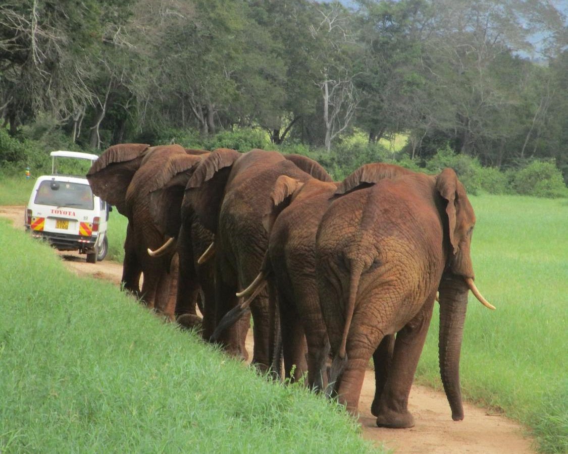 bountiful safaris kenya