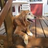 TravelswithDogsNM