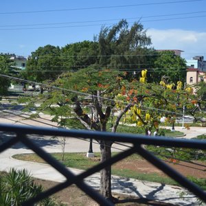 View from the balcomy to the park across the street