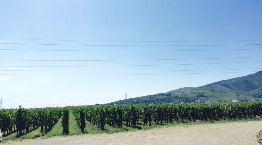 Domaine Zind -Humbrecht