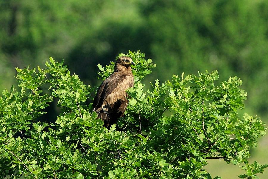 bird watching tours hungary