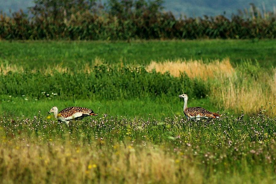 bird watching tours hungary