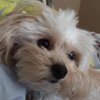 maplemomo