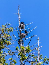 Oregon's Hidden Gem: Bolon Island Tideways State Scenic Corridor - Where the Wild Things Are!