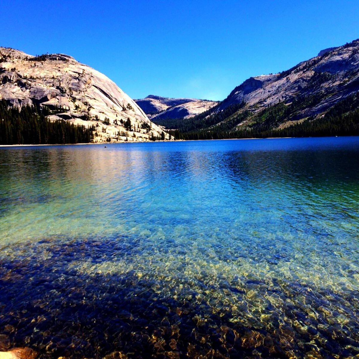 are dogs allowed at yosemite lake