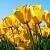 Shree