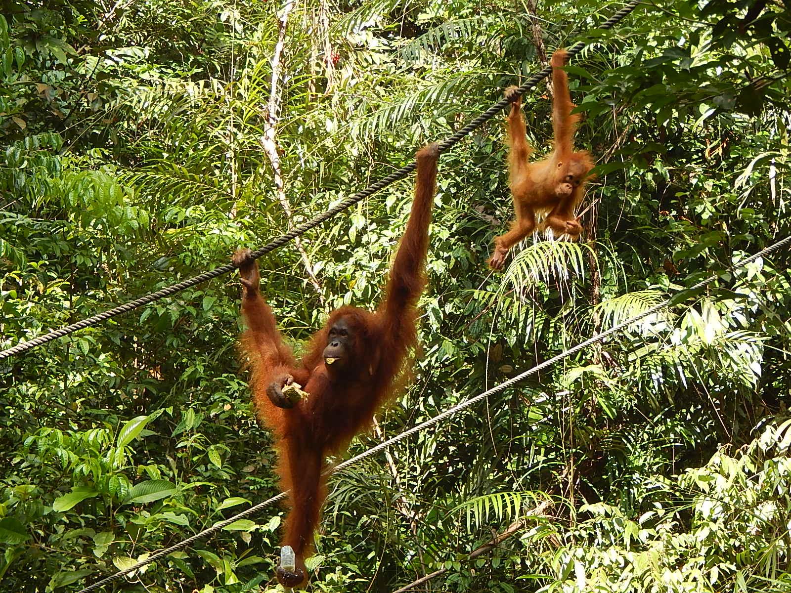 Semenggoh Nature Reserve (Kuching) - All You Need To Know BEFORE You Go