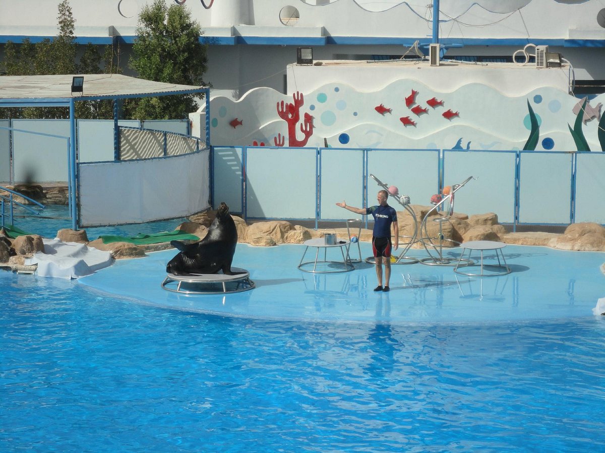 Dolphin World, Хургада: лучшие советы перед посещением - Tripadvisor