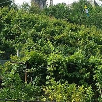 Vigneti ed uliveti dal sentiero del sole sottostante il castello