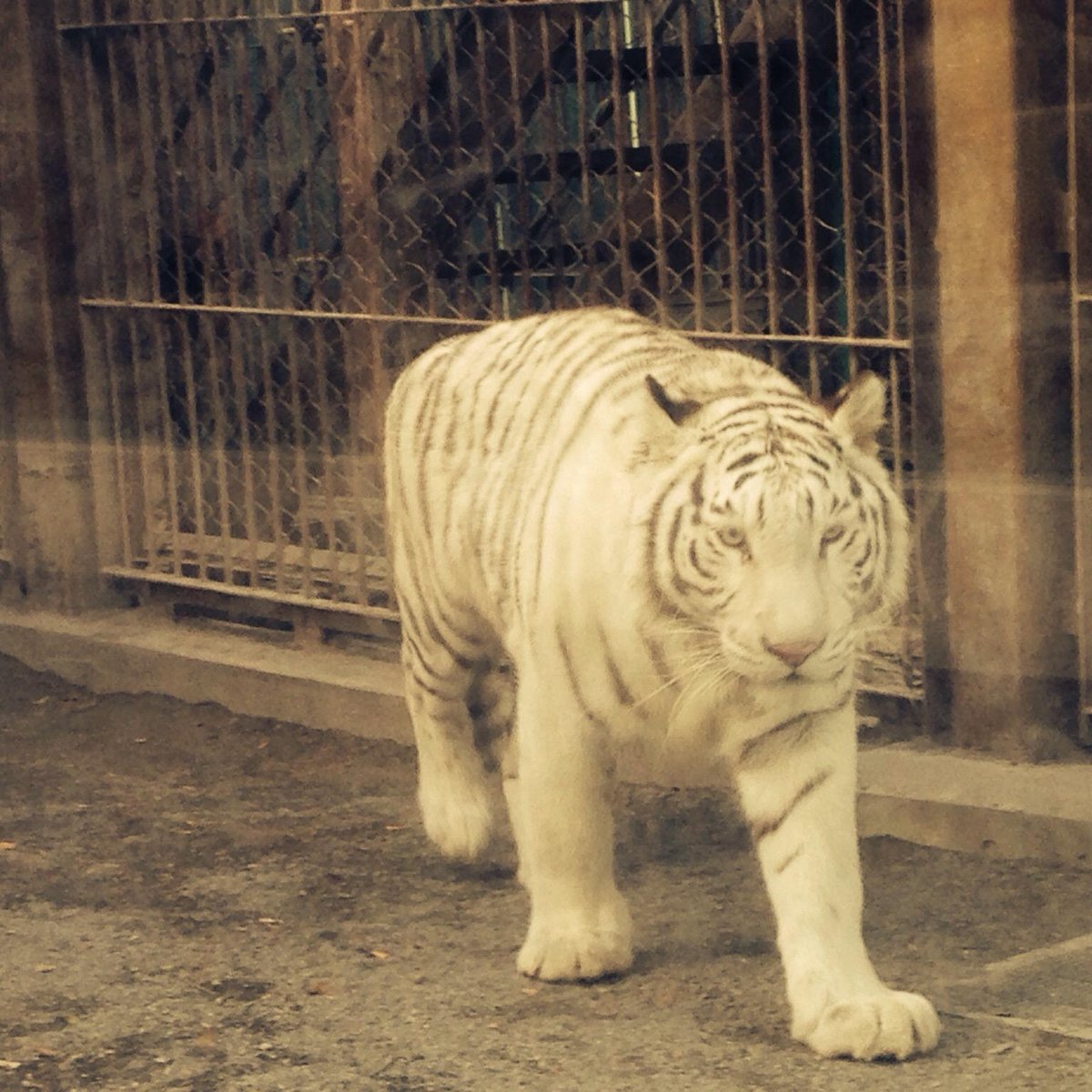 22年 東武動物公園 行く前に 見どころをチェック トリップアドバイザー