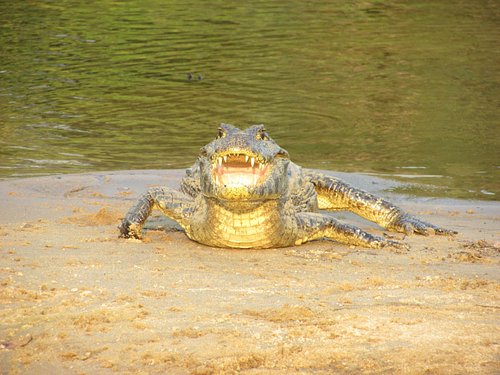 O Que Fazer no Pantanal? 17 Passeios e Atrações em 2023