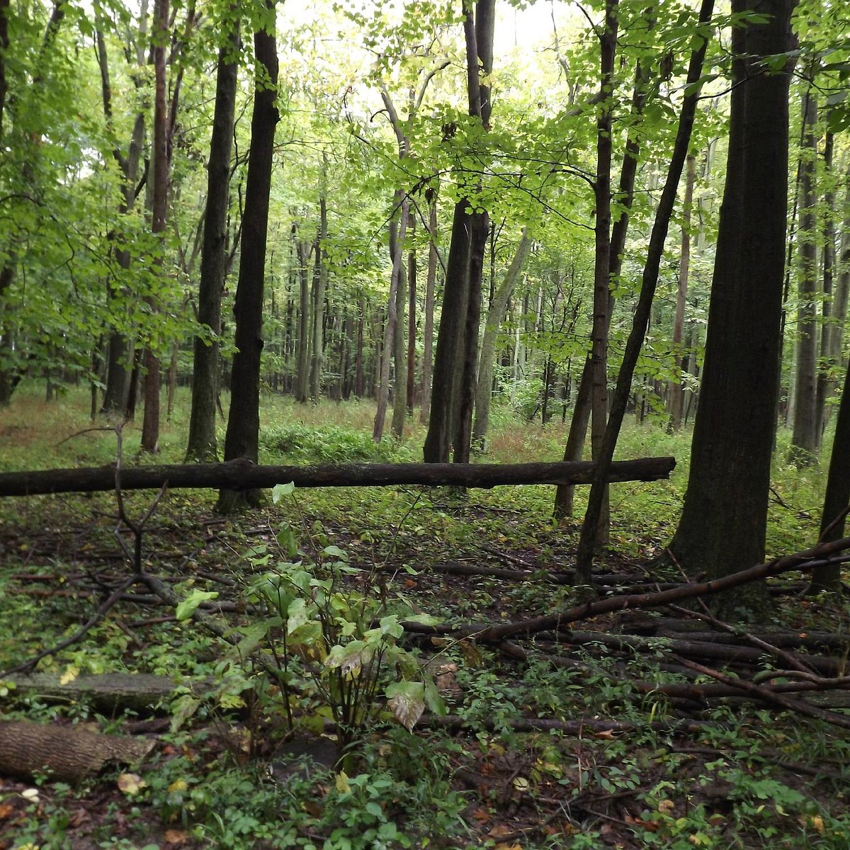 OTTAWA NATIONAL WILDLIFE REFUGE (Oak Harbor) What to Know BEFORE You Go