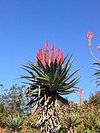 CapeTownDeidre