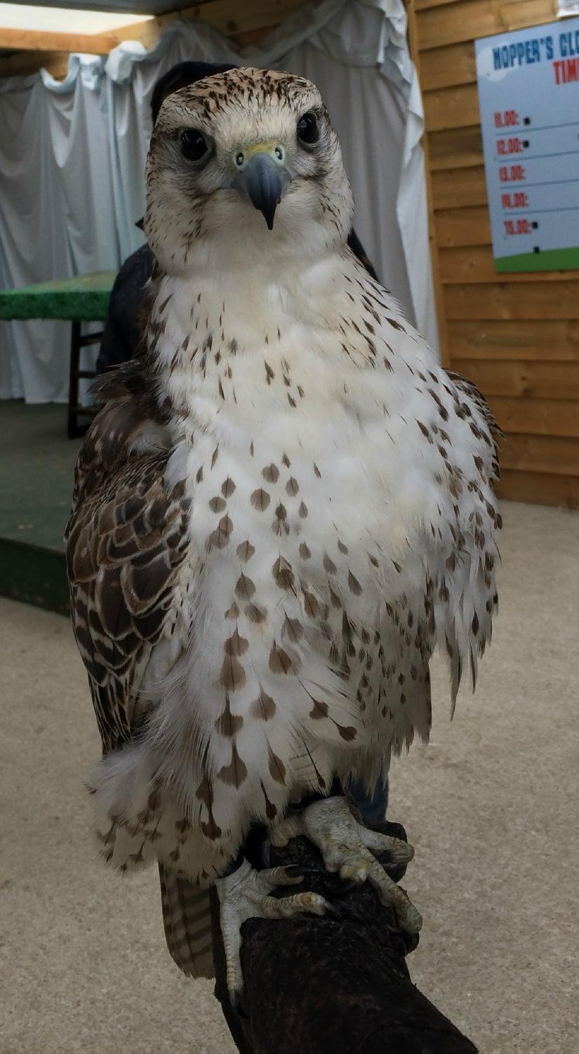 A Review of Willows Birds of Prey Centre, Kent